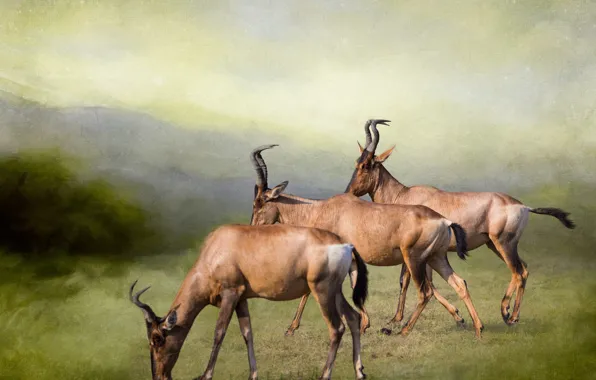 Nature, photoshop, treatment, three, trio, antelope, antelope, grazing