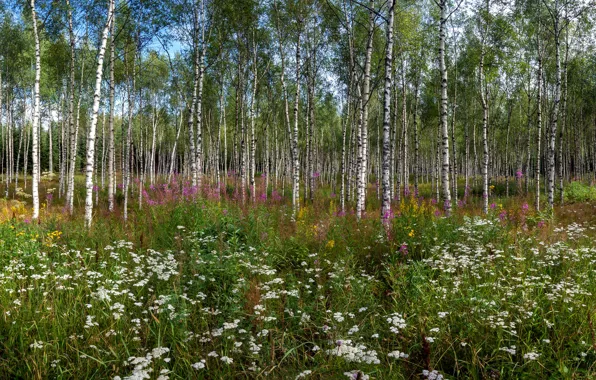 Greens, field, forest, summer, trees, flowers, branches, nature
