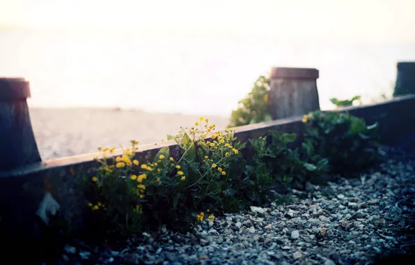 Picture macro, flowers, street, gravel