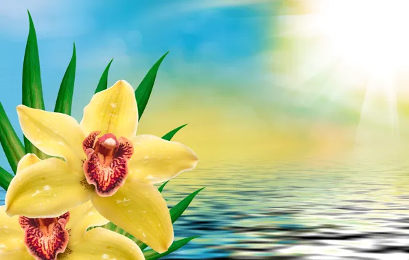 Flowers, Orchid, flowers, orchid