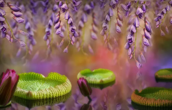 Leaves, water lilies, Wisteria