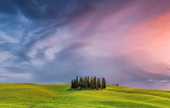 Picture the sky, tree, field, Italy, Tuscany