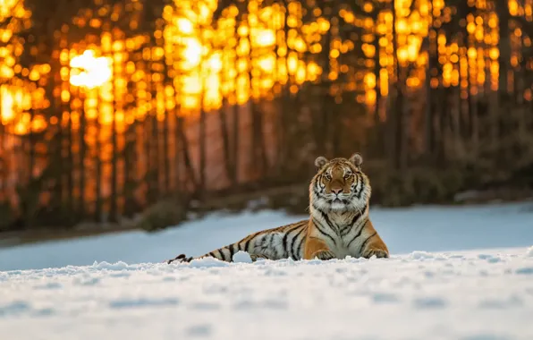 Winter, forest, cat, the sun, light, snow, trees, sunset