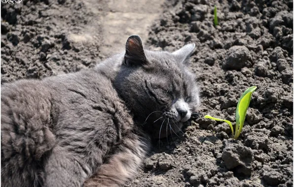 Cat, sleeping, which
