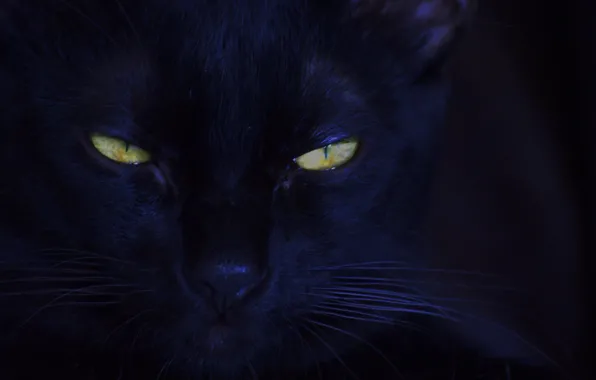 Picture eyes, cat, black