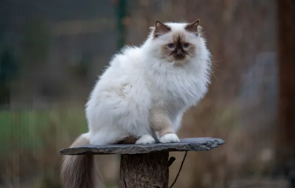 Cat, cat, look, pose, background, face, sitting, bokeh