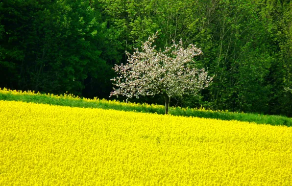 Field, trees, flowers, tree, spring, Nature, flowering, trees