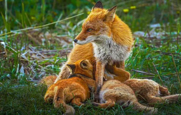 Fox, Fox, kids, mom, cubs, breastfeeding