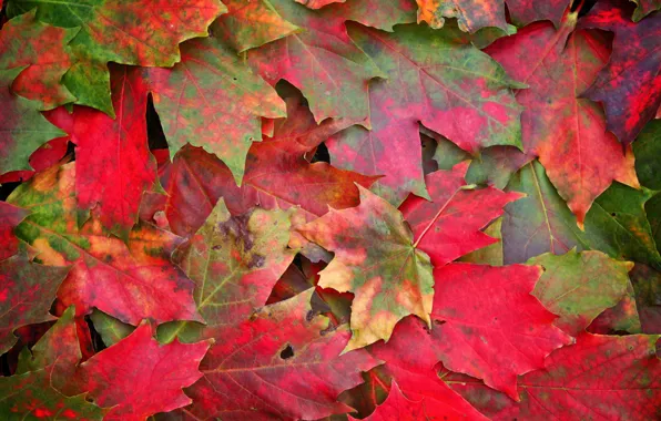 Autumn, leaves, macro, photo