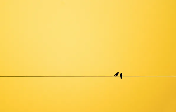 Birds, background, minimalism