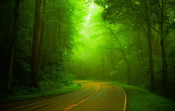 Picture road, forest, trees, nature, Park, spring, forest, road