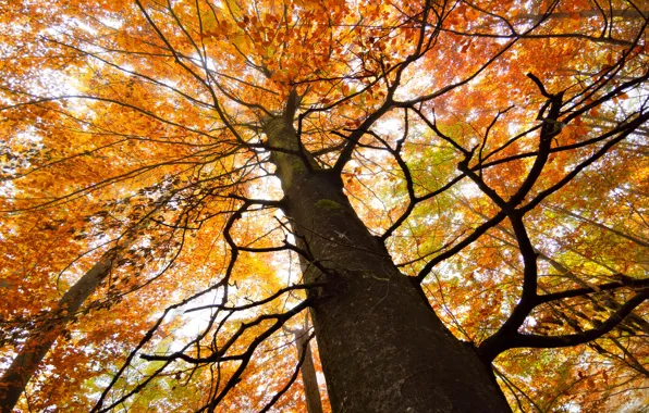 Autumn, leaves, branches, tree, branch, foliage, trunk, view