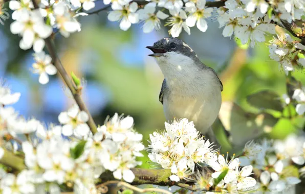 Trees, flowers, nature, bird, spring