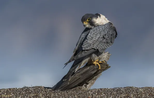 Look, nature, stones, bird, stump, Falcon