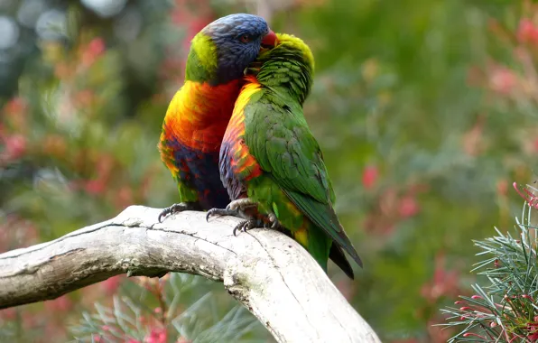 Picture birds, pair, parrots