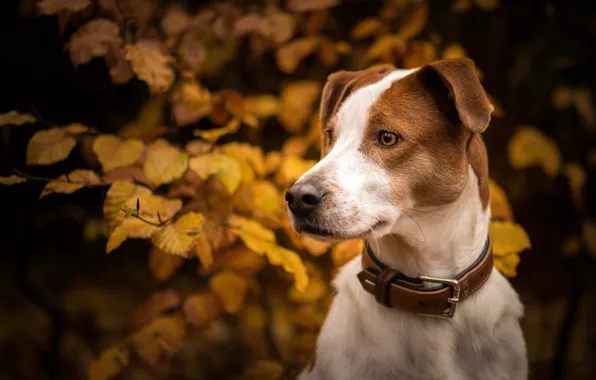 Picture autumn, look, face, leaves, branches, portrait, dog, collar
