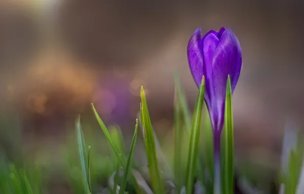 Flower, purple, leaves, lilac, blur, spring, Bud, blur
