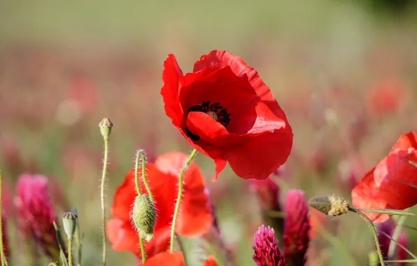 Picture summer, flowers, red, Maki, meadow