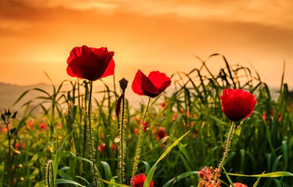 Flowers, nature, Maki
