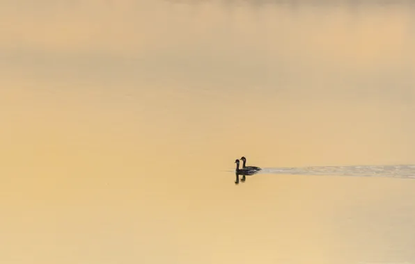 Nature, lake, duck