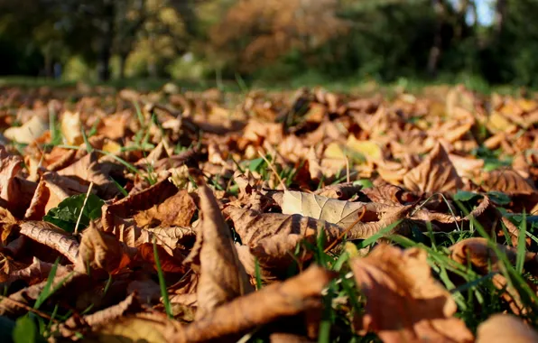 Autumn, leaves, macro, nature, Park, Wallpaper, autumn Wallpaper