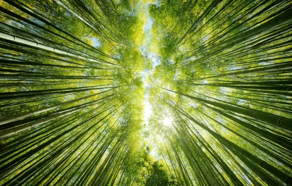 Picture forest, the sky, the sun, nature, up, bamboo