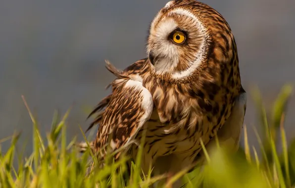 Grass, owl, bird, Short-eared owl