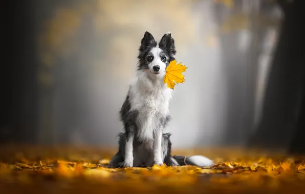 Picture autumn, dog, maple leaf, fallen leaves, The border collie