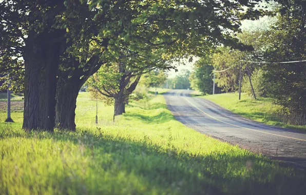 Picture road, greens, grass, trees, mood, foliage