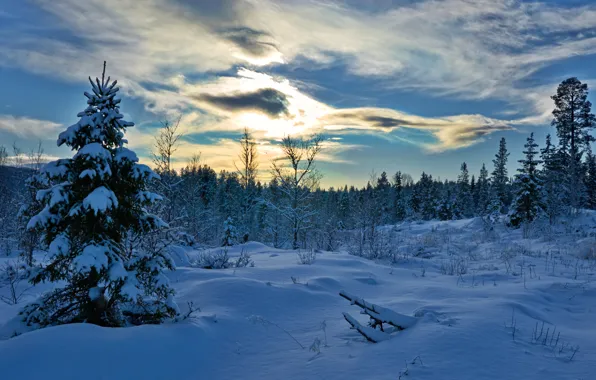 Winter, forest, snow, trees, spruce, Norway, the snow, Norway