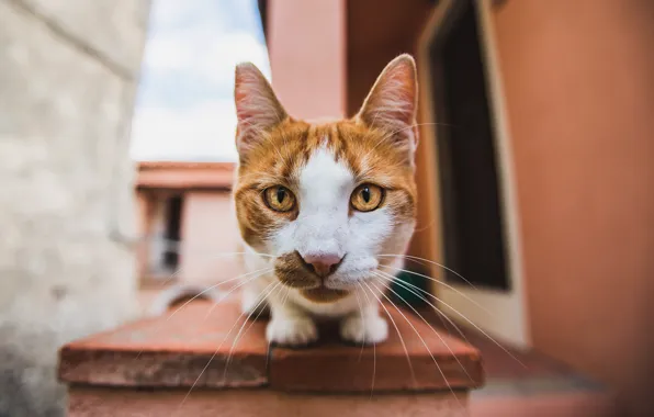 Cat, cat, look, face, bench, house, background, street