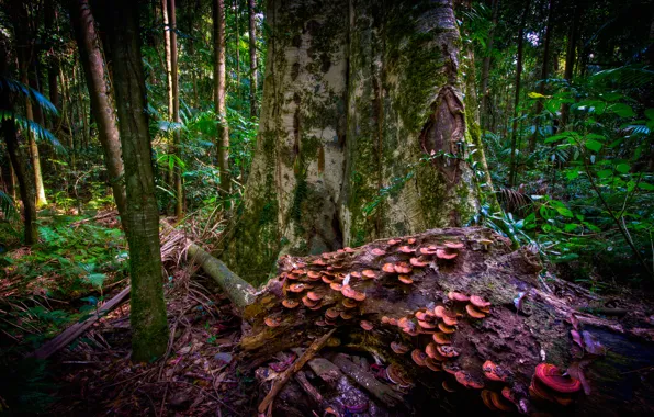 Forest, tree, thickets, mushrooms, trunk