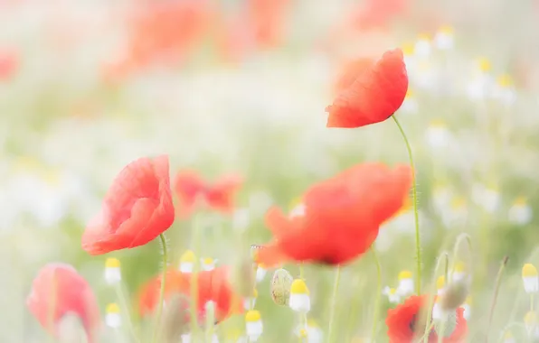 Summer, flowers, glade, Maki, chamomile, blur, meadow, red