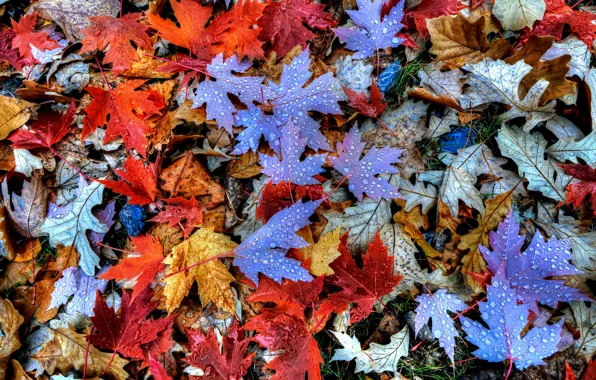 Autumn, leaves, water, drops, Rosa, maple