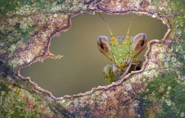 Eyes, look, macro, leaf, portrait, hole, mantis, spot