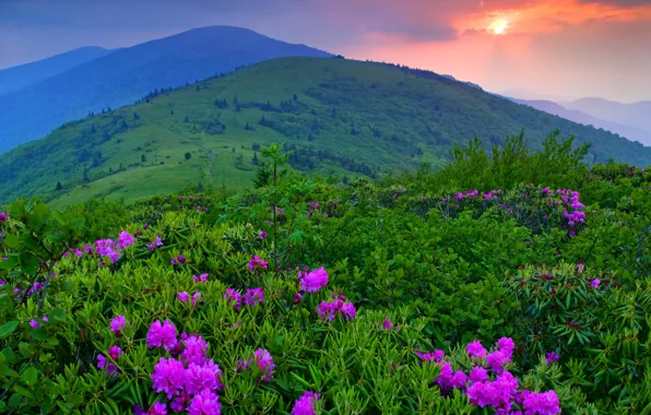 Picture the sky, grass, trees, landscape, sunset, flowers, mountains, nature
