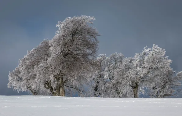Picture winter, field, snow, trees