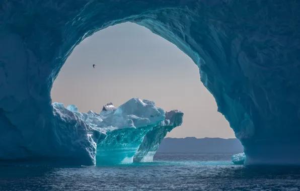 Sea, nature, the ocean, bird, ice, iceberg