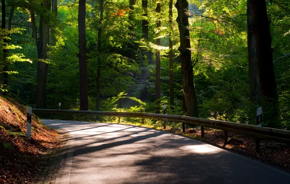 Road, leaves, the sun, trees, nature, background, tree, widescreen