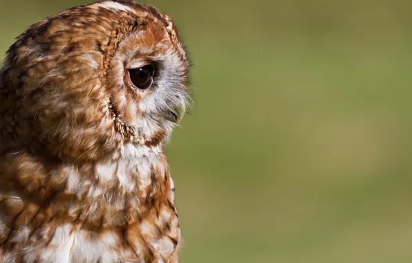 Picture background, owl, bird, portrait, profile