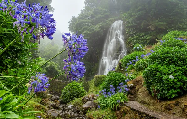 Forest, flowers, stream, waterfall, Portugal, cascade, path, Portugal