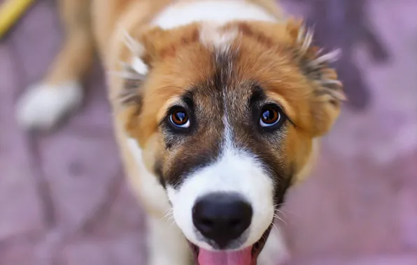 Look, background, each, puppy, face