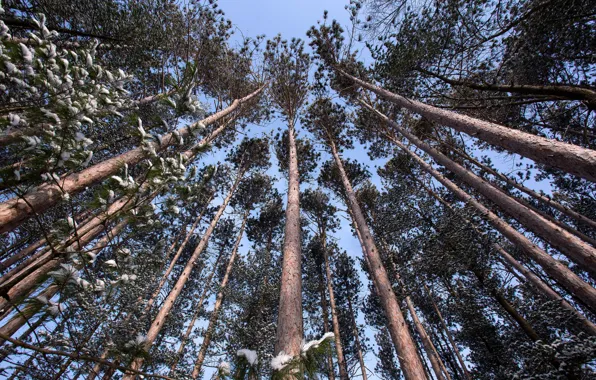Picture forest, trees, pine