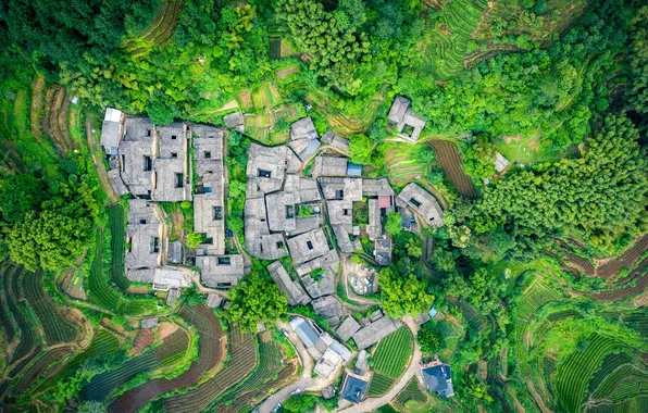 China, Spring, China, the view from the top, tea garden, Spring Tea Garden, Songyang County, …