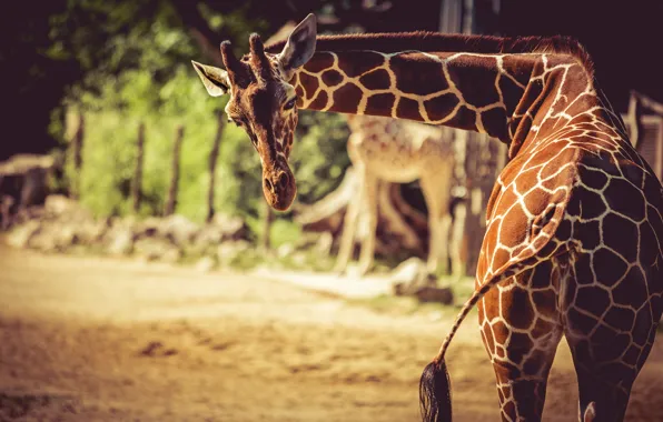 Look, face, light, nature, giraffe, tail, rear view, neck
