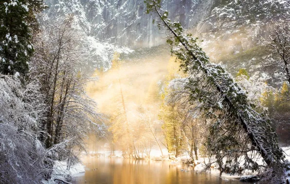 Picture winter, forest, light, trees, nature, fog, river, photo