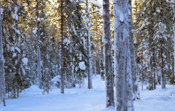 Winter, forest, light, snow, trees, branches, nature, trunks