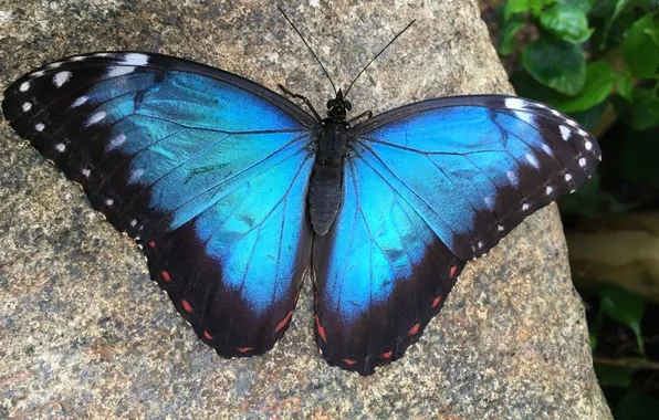 Leaves, microsemi, butterfly, stone, wings, insect, beautiful, closeup