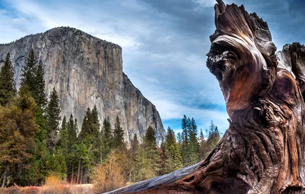 Trees, rocks, CA, USA, snag, Yosemite, closeup, Yosemite National Park
