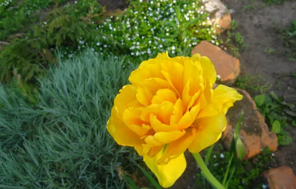 Greens, flower, stones, yellow, Mac, Tulip, petals, stem